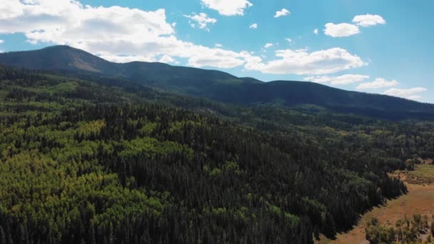 Vuelo Aéreo Que Muestra Hermoso Bosque Verde Exuberante Creciendo Las — Vídeos de Stock