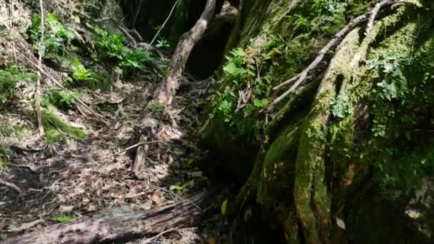 Lassú Babakocsi Előre Lövés Sűrű Misztikus Erdőben Napsütéses Napon Zéland — Stock videók