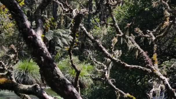 深い森の中で不気味な枝やブドウの木を閉じ バックグラウンドで静かな流れ 夏の間のニュージーランドのジャングルでのハイキング — ストック動画