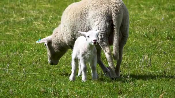 Tracking Shot Cute Baby Sheep Lamb Mother Grazing Green Meadow — Stock Video