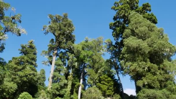 Captura Panorámica Grandes Árboles Tropicales Contra Cielo Azul Parque Conservación — Vídeo de stock