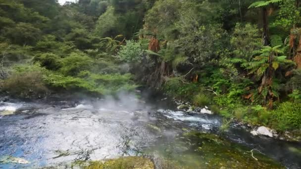 Idilliaco Colpo Waimangu Valley Stream Bollente Galleggiante Discesa Fitta Giungla — Video Stock