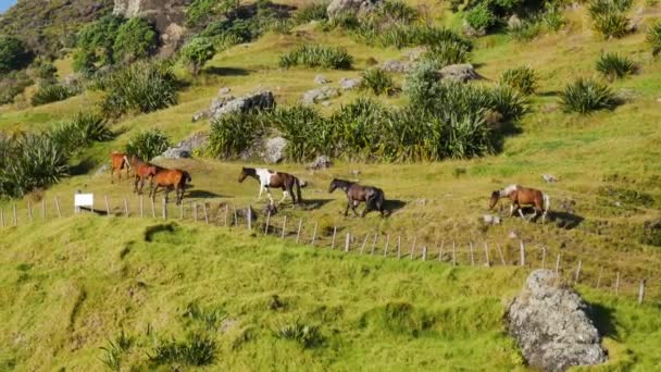 Vue Ensemble Groupe Chevaux Marchant Sur Pré Vallonné Spirits Bay — Video