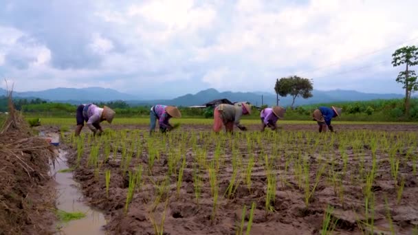 Pięciu Rolników Pracujących Mokrym Polu Ryżu Wiosce Grabag Indonezji — Wideo stockowe