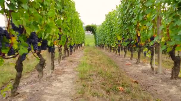 赤熟したブドウとブドウ畑の農業分野 — ストック動画