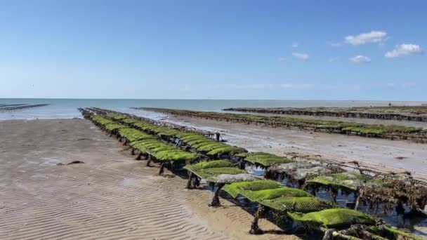 Große Muschelfarm Sandstrand Austern Und Muschelzucht Schalentiergeschäft Atlantik Frankreich — Stockvideo