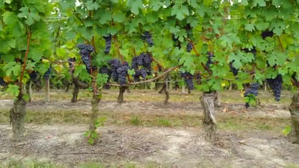 Weinberge Mit Reifen Rotweintrauben Landwirtschaft Reif Für Die Ernte — Stockvideo