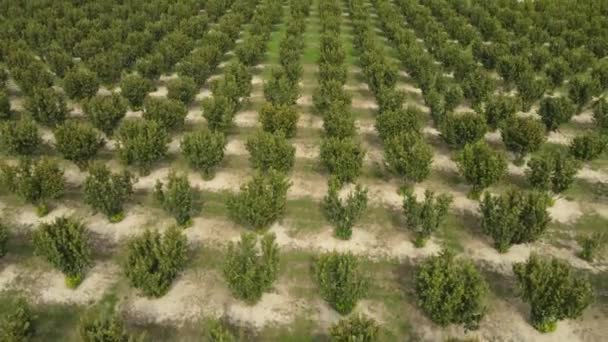 有機栽培農業ヘーゼルナッツの木空中風景 — ストック動画