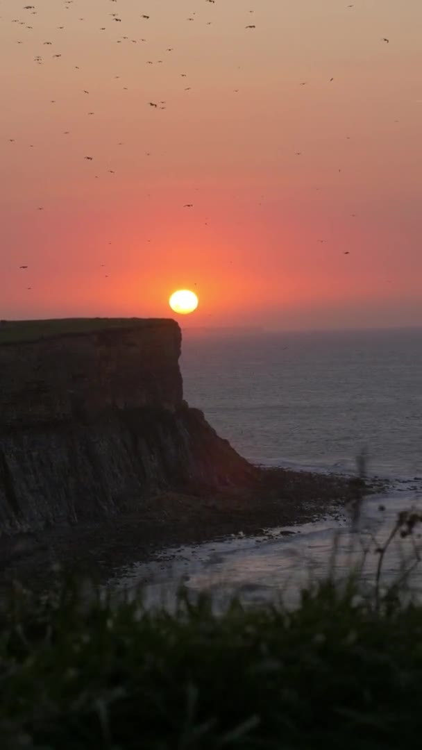 Veel Vogels Vliegen Voor Atlantische Muur Klif Tijdens Zonsondergang Atlantische — Stockvideo