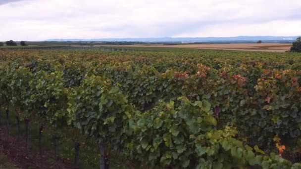 緑豊かな葉を持つヨーロッパのカラフルなブドウ畑 ドローン飛行 — ストック動画