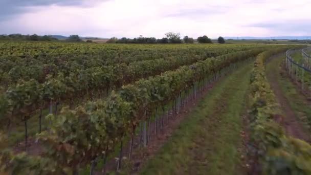 Laag Snel Vliegen Goed Onderhouden Wijngaarden Oostenrijk — Stockvideo