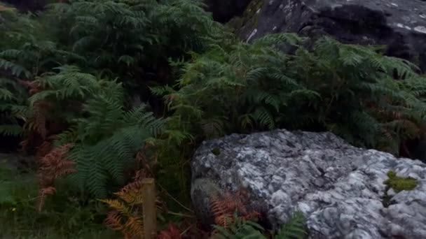 山頂の神秘的な霧の日の間にウィックロー山脈の巨大な岩や岩のショットを傾けなさい 谷で成長するシダの草 アイルランド ヨーロッパ — ストック動画