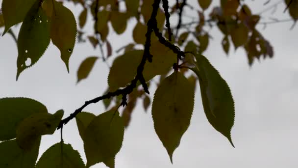 Cerca Sol Brilla Través Las Hojas Del Árbol Macro Hoja — Vídeos de Stock