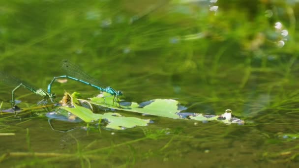 オランダ テセルの浅い水面に曲がった尾を持つ葉の上に2本の青いトンボ マクロ — ストック動画
