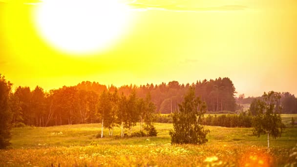 Strahlend Gelbliche Sonne Über Einer Grünen Tannenwiese Zeitraffer Der Dämmerung — Stockvideo