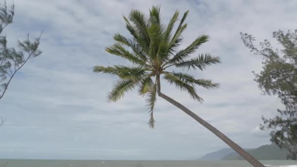 Coqueiro Inclinado Deixa Soprando Vento Uma Praia Tropical Tranquila Vazia — Vídeo de Stock