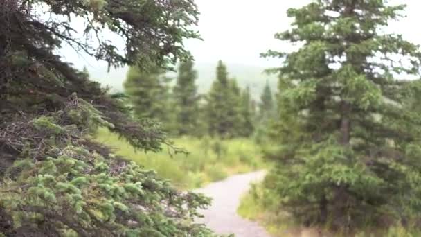 Walking Beautiful Lush Forest — Stock Video
