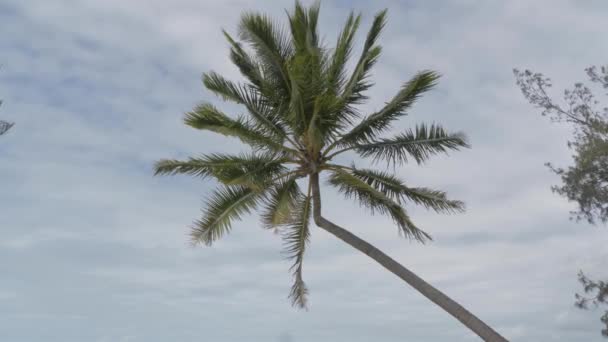 Coconut Palm Tree Soprando Vento Forte Praia Tropical Qld Austrália — Vídeo de Stock