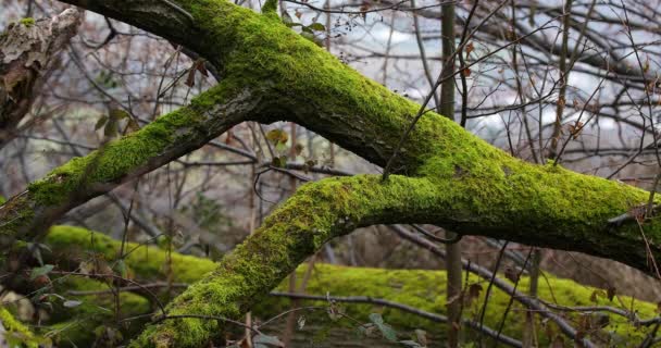 Taze Yosun Dolu Bir Ağaç Gövdesinin Yakın Görüntüsü — Stok video