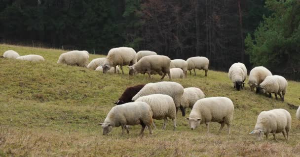 Ένα Κοπάδι Πρόβατα Βόσκουν Ένα Λόφο Ένα Απόγευμα Φθινοπώρου — Αρχείο Βίντεο