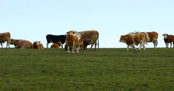 Una Manada Vacas Pastando Una Colina Durante Día Soleado Otoño — Vídeos de Stock