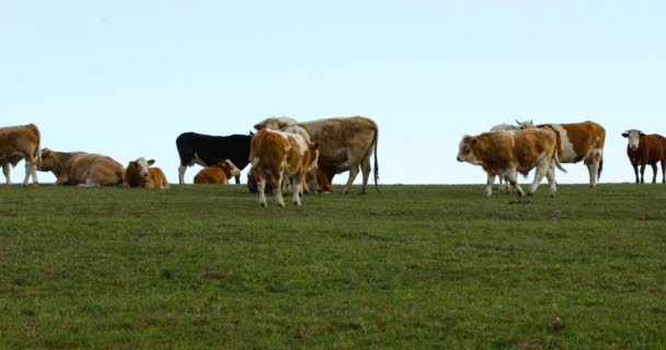 Een Kudde Koeien Grazend Een Heuvel Tijdens Een Zonnige Herfstdag — Stockvideo