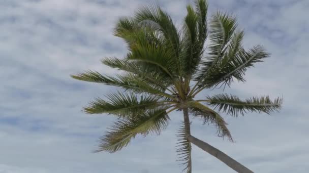 Kókuszpálmafa Tengerparton Felhőkkel Kék Égen Háttérben Széles Statikus — Stock videók