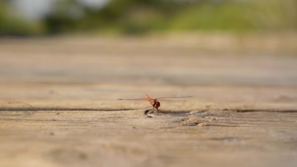 Terbang Naga Terbang Jauh Dari Lantai Kayu Tutup — Stok Video