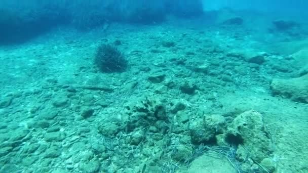Mořské Ryby Plavání Korálového Útesu Jónského Moře Kefalonii Řecko Podvodní — Stock video