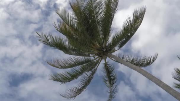 Looking Tropical Coconut Palm Tree Windy Day Low Angle — Stock Video