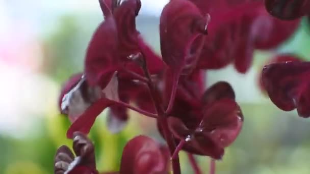 Röda Bladen Vinden Svajar Hit Och Dit — Stockvideo