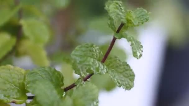 Video Zeleného Mátového Listí Větru Detailní Záběry — Stock video