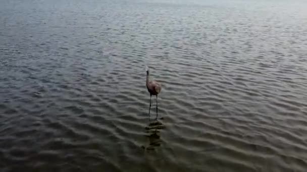 Virada Tiro Uma Garça Feminina Uma Lagoa — Vídeo de Stock