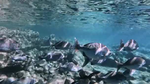 Egy Nagy Zátonyhaliskola Úszkál Tengerben Napsugárral Tengeri Élet Víz Alatti — Stock videók