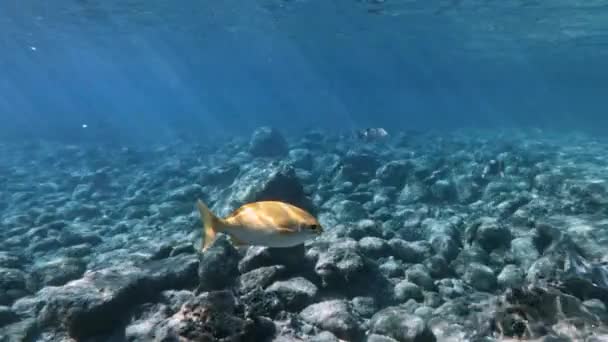 Ψάρια Του Υφάλου Κολυμπούν Στη Θάλασσα Την Ακτίνα Του Ήλιου — Αρχείο Βίντεο