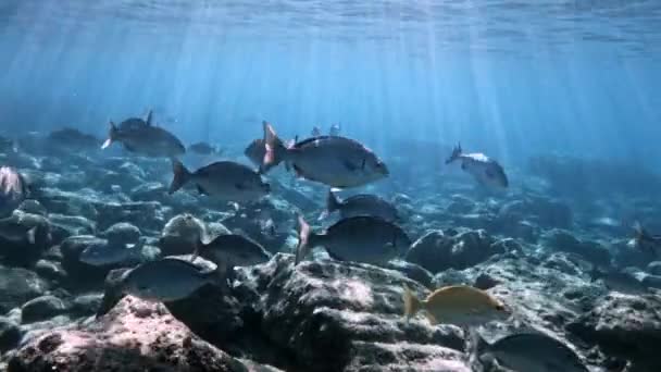 Brassy Chub Kyphosus Vagiensis Nageant Dans Mer Avec Rayon Soleil — Video