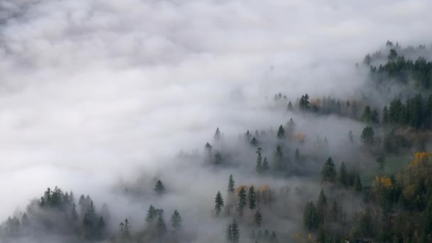 Хвойный Лес Горах Покрытый Густым Туманом Облаками Антенна — стоковое видео