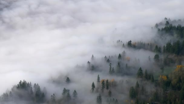 Tűlevelű erdő a hegyekben, sűrű köddel és felhőkkel borítva. - antenna