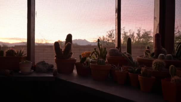 Cactus Vaso Sul Patio Casa Time Lapse All Alba — Video Stock