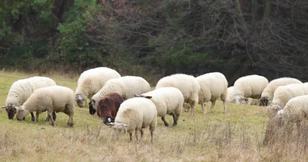 Una Manada Ovejas Pastando Una Colina Durante Una Tarde Otoño — Vídeos de Stock