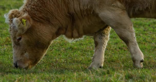 Pasoucí Kráva Kopci Během Slunečného Podzimního Dne Zblízka — Stock video