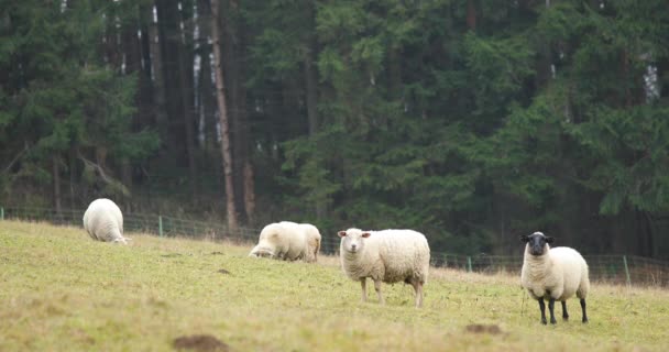 Herd Sheep Grazing Hill Autumn Afternoon — Stock Video