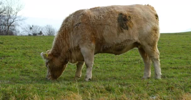 Vache Brouteuse Sur Colline Pendant Journée Ensoleillée Automne Vue Rapprochée — Video