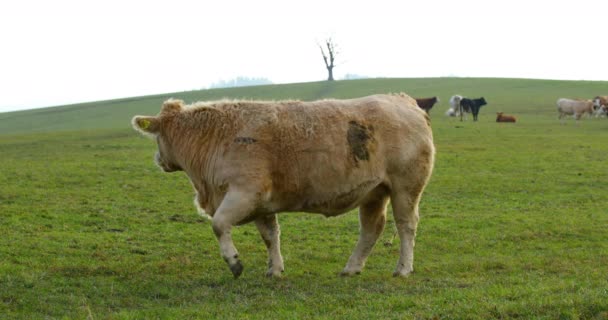 Vache Brouteuse Sur Colline Pendant Journée Ensoleillée Automne Vue Rapprochée — Video