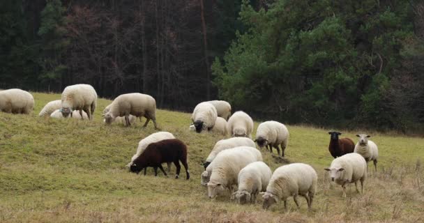 Herd Sheep Grazing Hill Autumn Afternoon — Stock Video