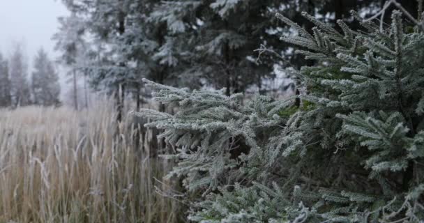 Veduta Conifere Ricoperte Glassa Fresca Durante Una Fitta Nebbia Sullo — Video Stock