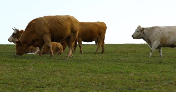 Uma Manada Vacas Pastando Uma Colina Durante Dia Ensolarado Outono — Vídeo de Stock