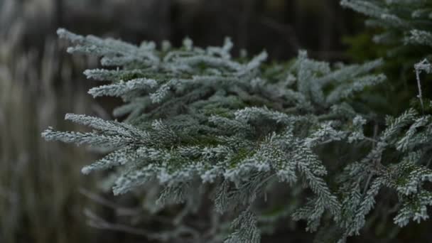 Άποψη Κωνοφόρων Δένδρων Καλυμμένων Φρέσκο Γλάσο Κατά Διάρκεια Πυκνής Ομίχλης — Αρχείο Βίντεο