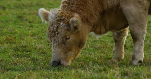Vache Brouteuse Sur Colline Pendant Journée Ensoleillée Automne Vue Rapprochée — Video