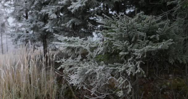 背景の濃い霧の中で新鮮な氷で覆われた針葉樹の木の眺め — ストック動画